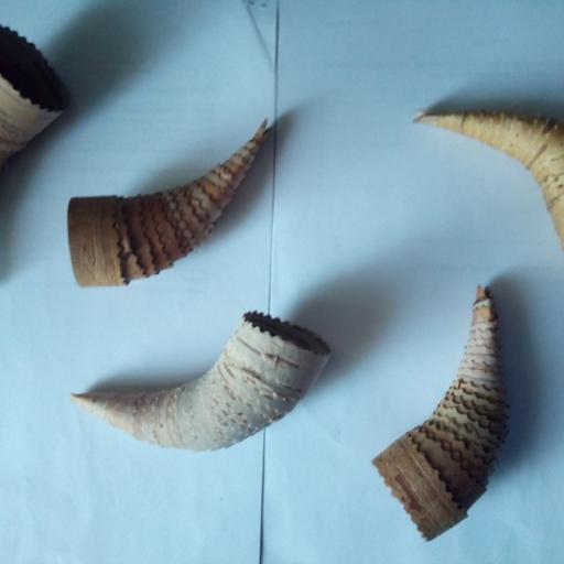 Birch bark pipes